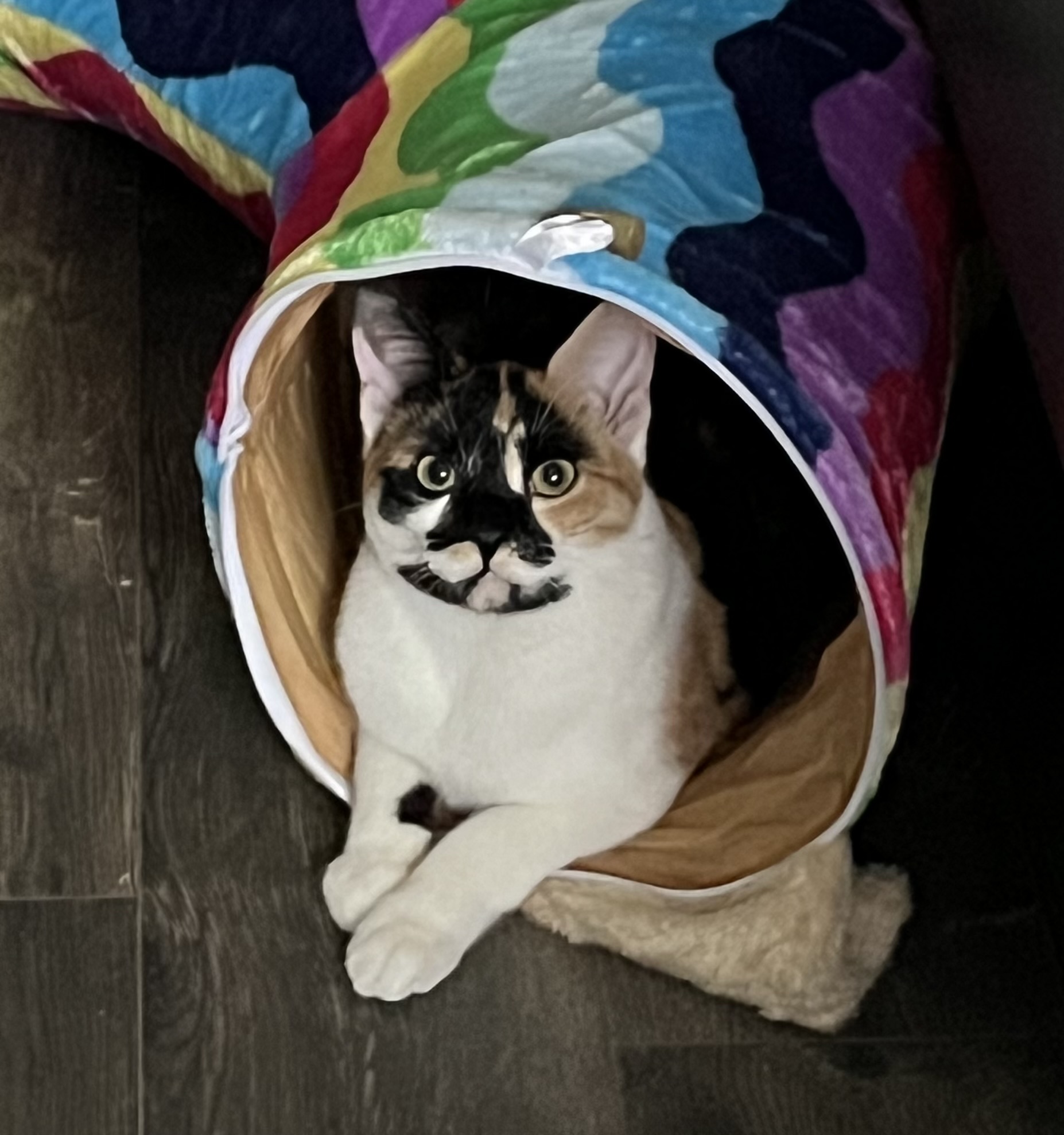 /lostandfound/images/lnfpets/original/186590_9103_lilly in the rainbow tube.jpg